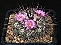 Нажмите на изображение для увеличения.

Название:	Mammillaria_floresii_Rog230_IMG_9096.jpg
Просмотров:	304
Размер:	143.9 Кб
ID:	330288