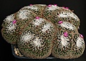 Нажмите на изображение для увеличения.

Название:	Mammillaria_formosa_ssp_microthele_IMG_8150.jpg
Просмотров:	311
Размер:	188.3 Кб
ID:	330289