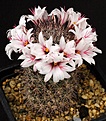 Нажмите на изображение для увеличения.

Название:	Mammillaria_fraileana_L020_IMG_8014.jpg
Просмотров:	300
Размер:	134.2 Кб
ID:	330290