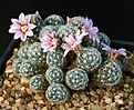 Нажмите на изображение для увеличения.

Название:	Mammillaria_giselae_IMG_9536.jpg
Просмотров:	304
Размер:	165.2 Кб
ID:	330291