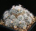 Нажмите на изображение для увеличения.

Название:	Mammillaria_glassii_IMG_9983.jpg
Просмотров:	296
Размер:	172.2 Кб
ID:	330292