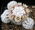 Нажмите на изображение для увеличения.

Название:	Mammillaria_gracilis_Snow_Cap_IMG_4738.jpg
Просмотров:	308
Размер:	93.8 Кб
ID:	330293