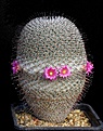 Нажмите на изображение для увеличения.

Название:	Mammillaria_haageana_ssp_san-angelensis_IMG_9571.jpg
Просмотров:	304
Размер:	155.2 Кб
ID:	330294