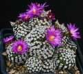 Нажмите на изображение для увеличения.

Название:	Mammillaria_hernandezii_IMG_8287.jpg
Просмотров:	292
Размер:	184.4 Кб
ID:	330295