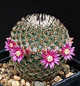 Нажмите на изображение для увеличения.

Название:	Mammillaria_huitzilopochtli_IMG_8648.jpg
Просмотров:	294
Размер:	168.0 Кб
ID:	330296