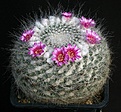 Нажмите на изображение для увеличения.

Название:	Mammillaria_klissingiana_brauneana_IMG_9566.jpg
Просмотров:	290
Размер:	182.9 Кб
ID:	330297