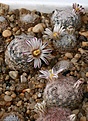 Нажмите на изображение для увеличения.

Название:	Mammillaria_lasiacantha_SB64_IMG_9382.jpg
Просмотров:	302
Размер:	140.3 Кб
ID:	330298