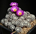 Нажмите на изображение для увеличения.

Название:	Mammillaria_luethyi_IMG_3330.jpg
Просмотров:	304
Размер:	171.1 Кб
ID:	330299