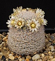 Нажмите на изображение для увеличения.

Название:	Mammillaria_magallanii_v_hamatispina_IMG_9325.jpg
Просмотров:	304
Размер:	165.9 Кб
ID:	330300