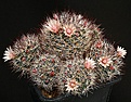 Нажмите на изображение для увеличения.

Название:	Mammillaria_marcosii_IMG_4012.jpg
Просмотров:	294
Размер:	178.0 Кб
ID:	330301