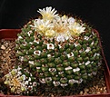 Нажмите на изображение для увеличения.

Название:	Mammillaria_marksiana_IMG_9798.jpg
Просмотров:	295
Размер:	157.2 Кб
ID:	330302