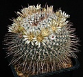 Нажмите на изображение для увеличения.

Название:	Mammillaria_parkinsonii_IMG_0549.jpg
Просмотров:	297
Размер:	181.0 Кб
ID:	330304