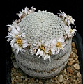 Нажмите на изображение для увеличения.

Название:	Mammillaria_pectinifera_IMG_0617.jpg
Просмотров:	262
Размер:	143.1 Кб
ID:	330305