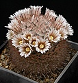 Нажмите на изображение для увеличения.

Название:	Mammillaria_pennispinosa_IMG_0353.jpg
Просмотров:	295
Размер:	156.7 Кб
ID:	330306