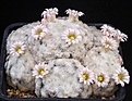 Нажмите на изображение для увеличения.

Название:	Mammillaria_plumosa_IMG_7446.jpg
Просмотров:	298
Размер:	112.3 Кб
ID:	330307