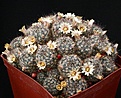 Нажмите на изображение для увеличения.

Название:	Mammillaria_prolifera_ssp_texana_IMG_0445.jpg
Просмотров:	292
Размер:	196.1 Кб
ID:	330308