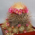 Нажмите на изображение для увеличения.

Название:	Mammillaria_rekoi_ssp_leptacantha_IMG_2570.jpg
Просмотров:	297
Размер:	160.4 Кб
ID:	330309