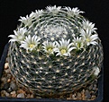 Нажмите на изображение для увеличения.

Название:	Mammillaria_schiedeana_IMG_7384.jpg
Просмотров:	295
Размер:	174.9 Кб
ID:	330310