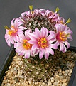 Нажмите на изображение для увеличения.

Название:	Mammillaria_sheldonii_swinglei_IMG_5977.jpg
Просмотров:	293
Размер:	181.2 Кб
ID:	330311