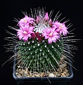 Нажмите на изображение для увеличения.

Название:	Mammillaria_spinosissima_cv_Unopico_IMG_0360.jpg
Просмотров:	300
Размер:	140.4 Кб
ID:	330312