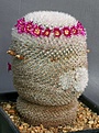 Нажмите на изображение для увеличения.

Название:	Mammillaria_supertexta_IMG_1994.jpg
Просмотров:	298
Размер:	128.2 Кб
ID:	330313