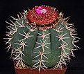 Нажмите на изображение для увеличения.

Название:	Melocactus_cf_bahiensis_IMG_5790.jpg
Просмотров:	275
Размер:	173.5 Кб
ID:	330329