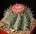 Нажмите на изображение для увеличения.

Название:	Melocactus_concinnus_HU214_IMG_7653.jpg
Просмотров:	275
Размер:	200.0 Кб
ID:	330330