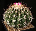 Нажмите на изображение для увеличения.

Название:	Melocactus_peruvianus_IMG_8230.jpg
Просмотров:	275
Размер:	200.5 Кб
ID:	330331