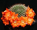 Нажмите на изображение для увеличения.

Название:	Rebutia_albipilosa_FR754_IMG_3494.jpg
Просмотров:	240
Размер:	121.0 Кб
ID:	330360