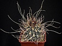 Нажмите на изображение для увеличения.

Название:	Sclerocactus_uncinatus_ssp_wrightii_IMG_0002.jpg
Просмотров:	245
Размер:	120.0 Кб
ID:	330386