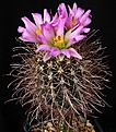 Нажмите на изображение для увеличения.

Название:	Sclerocactus_spinosior_IMG_0815.jpg
Просмотров:	234
Размер:	150.6 Кб
ID:	330388