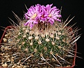 Нажмите на изображение для увеличения.

Название:	Stenocactus_ochoterenanus_rosasianus_IMG_0102.jpg
Просмотров:	238
Размер:	175.4 Кб
ID:	330392