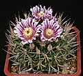 Нажмите на изображение для увеличения.

Название:	Stenocactus_sp_IMG_0088.jpg
Просмотров:	245
Размер:	153.3 Кб
ID:	330393