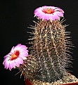 Нажмите на изображение для увеличения.

Название:	Thelocactus_bicolor_IMG_1798.jpg
Просмотров:	236
Размер:	184.0 Кб
ID:	330404