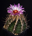 Нажмите на изображение для увеличения.

Название:	Thelocactus_bicolor_IMG_5944.jpg
Просмотров:	240
Размер:	112.4 Кб
ID:	330405