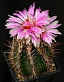 Нажмите на изображение для увеличения.

Название:	Thelocactus_bicolor_ssp_bolaensis_IMG_6911.jpg
Просмотров:	239
Размер:	120.9 Кб
ID:	330406