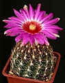 Нажмите на изображение для увеличения.

Название:	Thelocactus_bicolor_ssp_schwarzii_IMG_7007.jpg
Просмотров:	243
Размер:	127.9 Кб
ID:	330407