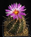 Нажмите на изображение для увеличения.

Название:	Thelocactus_bicolor_v_bolansis_SB607_IMG_6358.jpg
Просмотров:	238
Размер:	129.8 Кб
ID:	330409