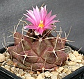 Нажмите на изображение для увеличения.

Название:	Thelocactus_buekii_IMG_6901.jpg
Просмотров:	237
Размер:	158.3 Кб
ID:	330410