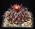 Нажмите на изображение для увеличения.

Название:	Thelocactus_conothelos_IMG_0011.jpg
Просмотров:	250
Размер:	167.2 Кб
ID:	330411