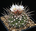 Нажмите на изображение для увеличения.

Название:	Thelocactus_conothelos_rectispinus_IMG_0307.jpg
Просмотров:	251
Размер:	152.4 Кб
ID:	330412