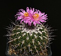 Нажмите на изображение для увеличения.

Название:	Thelocactus_conothelos_saussieri_IMG_5620.jpg
Просмотров:	242
Размер:	129.4 Кб
ID:	330413