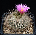 Нажмите на изображение для увеличения.

Название:	Thelocactus_conothelos_ssp_argenteus_IMG_0298.jpg
Просмотров:	237
Размер:	175.5 Кб
ID:	330414