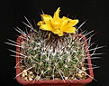 Нажмите на изображение для увеличения.

Название:	Thelocactus_conothelos_ssp_aurantiacus_IMG_0796.jpg
Просмотров:	242
Размер:	168.2 Кб
ID:	330415