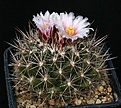 Нажмите на изображение для увеличения.

Название:	Thelocactus_conothelos_ssp_garciae_IMG_9685.jpg
Просмотров:	237
Размер:	153.3 Кб
ID:	330416