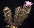 Нажмите на изображение для увеличения.

Название:	Thelocactus_hastifer_IMG_6749.jpg
Просмотров:	239
Размер:	170.9 Кб
ID:	330417