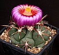 Нажмите на изображение для увеличения.

Название:	Thelocactus_heterochromus_IMG_7544.jpg
Просмотров:	242
Размер:	132.1 Кб
ID:	330418