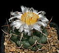 Нажмите на изображение для увеличения.

Название:	Thelocactus_hexaedrophorus_IMG_4297.jpg
Просмотров:	247
Размер:	113.5 Кб
ID:	330421