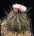 Нажмите на изображение для увеличения.

Название:	Thelocactus_lausseri_IMG_0018.jpg
Просмотров:	240
Размер:	197.1 Кб
ID:	330422