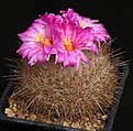 Нажмите на изображение для увеличения.

Название:	Thelocactus_macdowellii_IMG_0802.jpg
Просмотров:	301
Размер:	163.8 Кб
ID:	330424